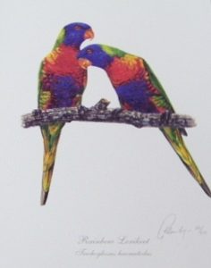 Rainbow Lorikeets